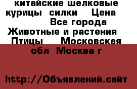 китайские шелковые курицы (силки) › Цена ­ 2 500 - Все города Животные и растения » Птицы   . Московская обл.,Москва г.